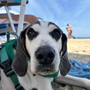 Fundraising Page: Brooke Dingus